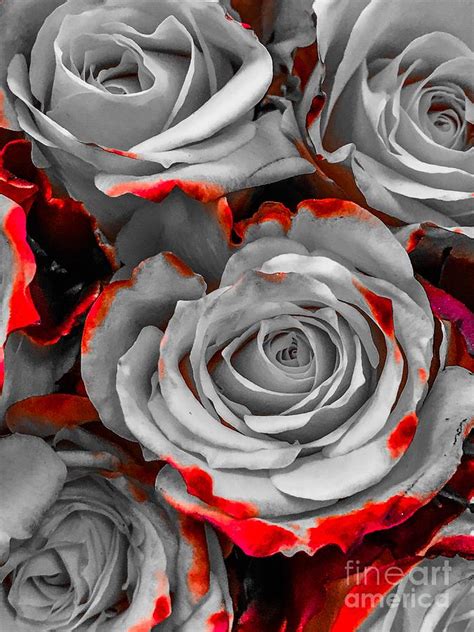 Blood Roses Photograph By Michael Krek Fine Art America