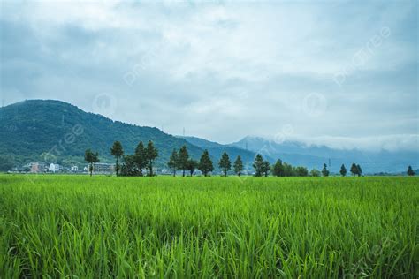 Paddy Fields In The Countryside In The Morning Background Paddy Field