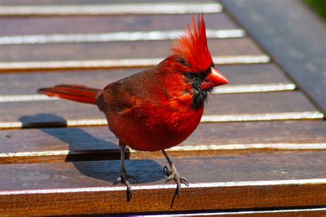 Listen Bright Red Cardinals Are Fan Favourites 7 Photos Newmarket News