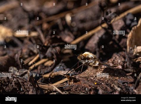 Ground Bee Egg Hi Res Stock Photography And Images Alamy