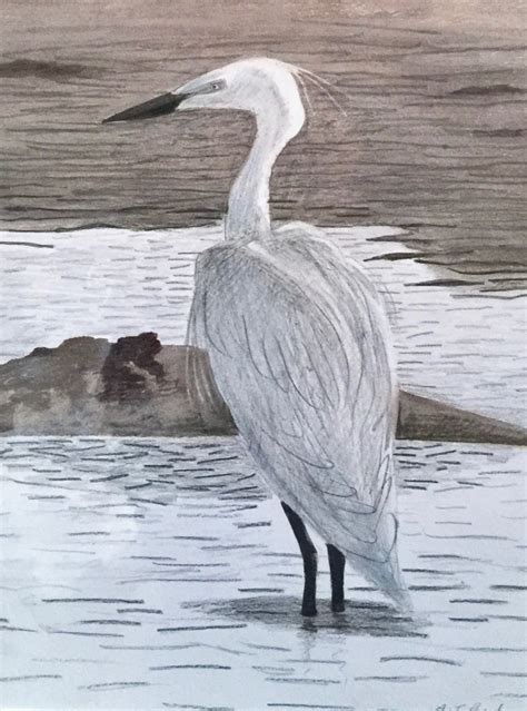 121,000+ vectors, stock photos & psd files. Drawing & Painting Shoreline Birds - Little Egret | Orkney.com