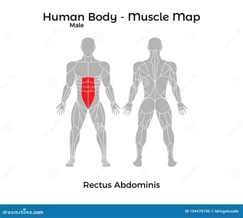 Male Human Body Muscle Map Rectus Abdominis Stock Vector