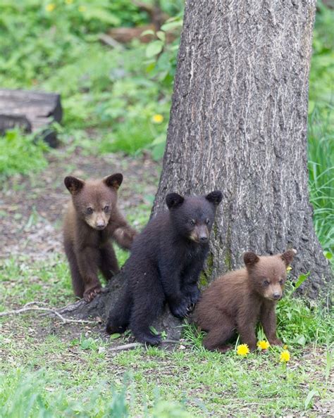 Three Black Bear Cubs In The Smoky Mountains Cute Animals Animals