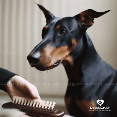 Discovering All About Doberman Pinscher Dogs Doggy Crush