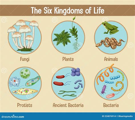 Science Poster Of Six Kingdoms Of Life Stock Vector Illustration Of