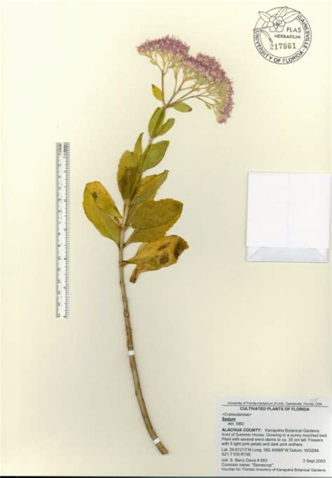 What is a Herbarium? - Florida Museum Science