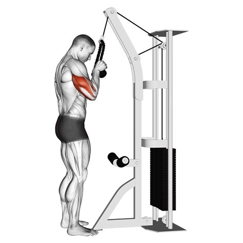 9 Great Triceps Pushdown Alternatives To Maximize Gains Inspire Us
