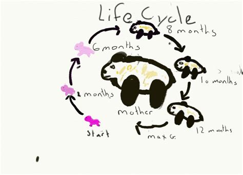 Sfslsprojects Giant Panda Life Cycle