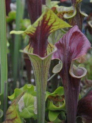 Nepenthes truncata is native to the philippines and develops, as you've probably guessed, massive pitchers. Sarracenia / Pitcher Plant (CARE INFO) | Carnivorous Plant ...