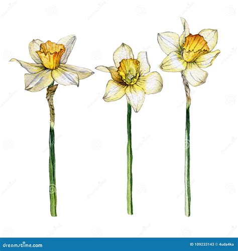 Botanical Illustration Of A Daffodil Flower Set On White Background