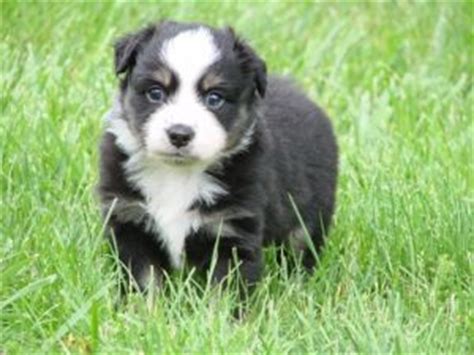 Our team of experts is here to help you choose a puppy that. Miniature Australian Shepherd Puppies in Kentucky