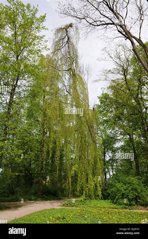 Weeping Beech Tree Hi Res Stock Photography And Images Alamy
