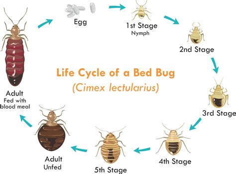 How Do Bed Bug Exterminators Work Pest Phobia