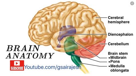 Brain And Its Parts Brain Stem Diencephalon Cerebellum And Cerebrum