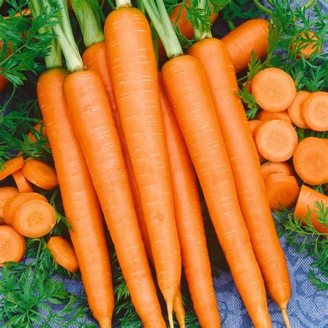 Tendersweet Carrot Seeds 5 Lb Non Gmo Heirloom Vegetable Garden