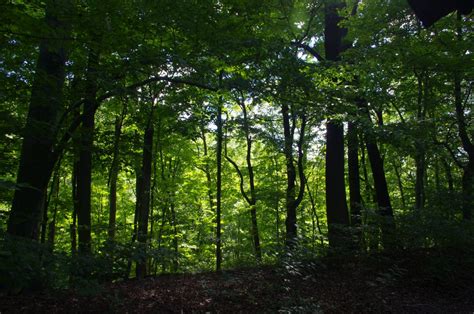 Pennsylvania Forest