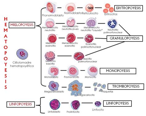 Diagrama Hematopoyesis