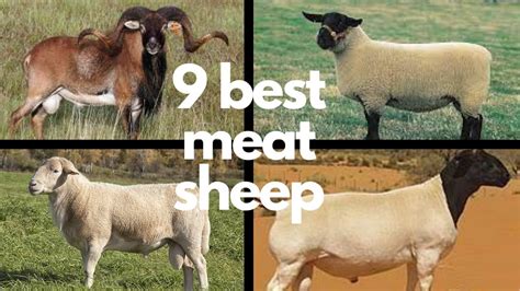 The 9 Best Sheep Breeds For Meat Youtube