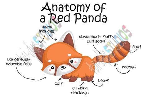 Anatomy Of A Red Panda Digital Download Png File Cute Boy Etsy Sweden
