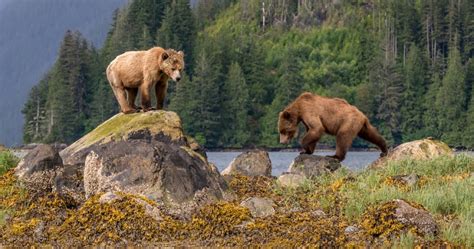 Heres Why You Should Visit The Iconic Great Bear Rainforest