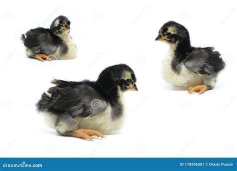 black and white chick on a white background stock image image of life bird 178296001