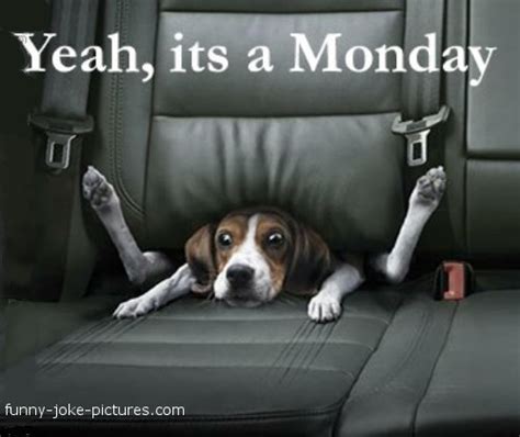Monday Blues Dog ~ Funny Joke Pictures