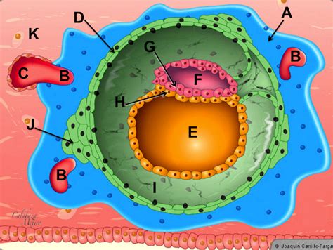 Sos Embriologia Humana Blastula