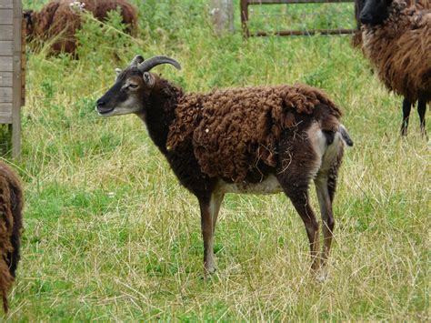 Soay British Sheep The Livestock Conservancy