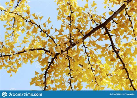 Yellow Branch With Foliage Against The Blue Sky Beautiful Autumn