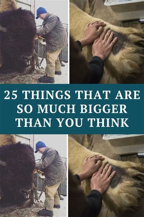 25 Things That Are So Much Bigger Than You Think Awkward Funny Wtf