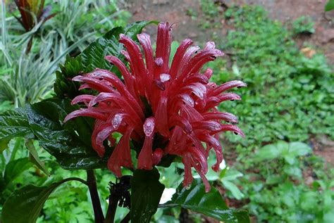 How To Grow And Care For Jacobinia Lat Justicia Carnea The Plant Guide