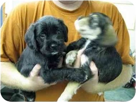 Click on a breeder to find out information about their puppies for sale, including descriptions, videos, pictures and contact information. HOUSTON, TX - Cocker Spaniel. Meet Puppies a Pet for Adoption.