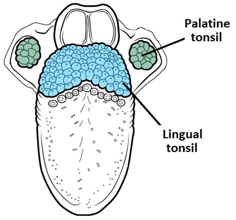 Pharyngeal Tonsils Location