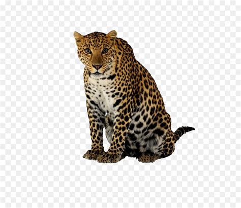 Le Guépard Leopard Jaguar Png Le Guépard Leopard Jaguar
