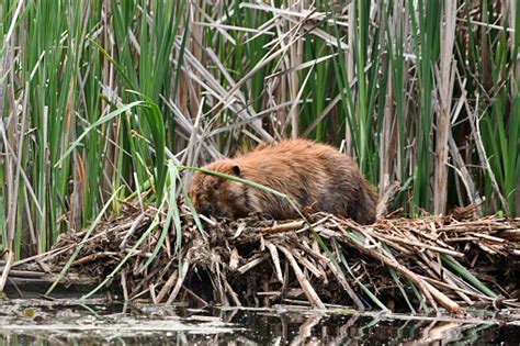 Beaver Sleeping In Reeds Stock Photo Download Image Now Animal