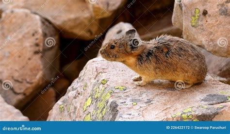 American Pika In Yellowstone National Park On Rocky Mountains Stock