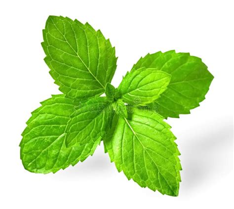 Fresh Spearmint Leaves Isolated On The White Background Stock Image