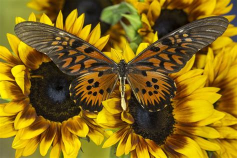 Giant African Swallowtail Butterfly Papilio Antimachus On Sunflowers