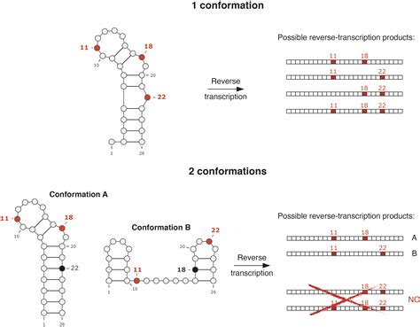 Dissecting The Rna Structurome One Conformation At A Time Protocols And Methods Community