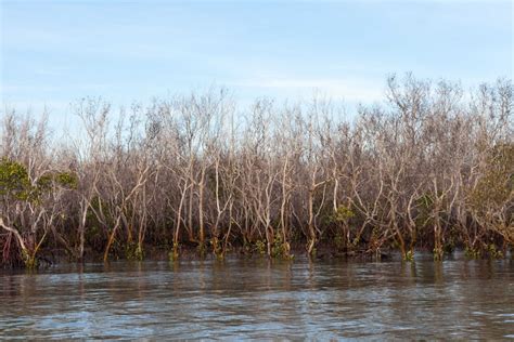 shocking images reveal death of 10 000 hectares of mangroves across northern australia abc news