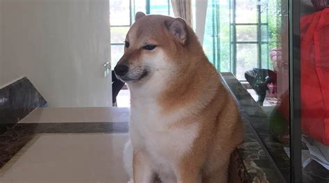 Cheems The Shiba Inu Dog Who Inspired Several Viral Memes Dies At 12