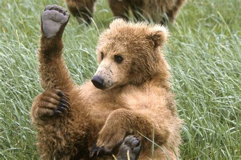 Yoga Bear Grizzly Cubs Medidating Gives Him Paws For Thought World