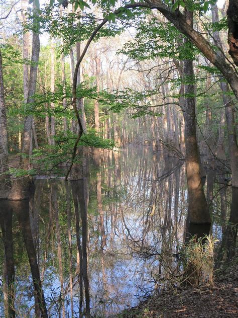 Wise Lake Congaree National Park Sunrise Photograph By Chip Slaughter