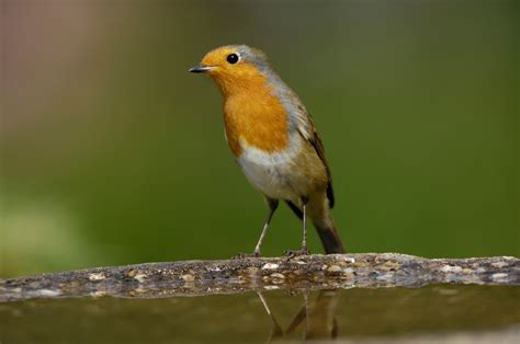 Bird Of The Month Robin The English Garden