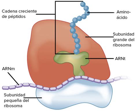 Organelos Celulares Ribosomas