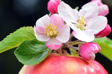 Apple Apple Blossoms Apple Tree Apple Tree Blossom Arrangement