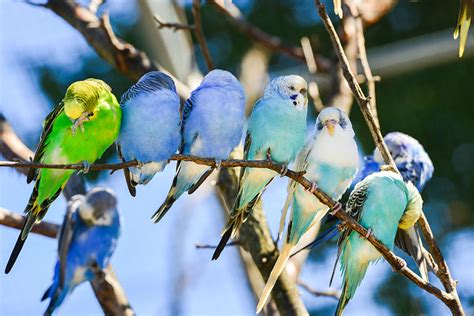 Parakeet Color Types Varieties And Types Parakeets Guide Omlet Us