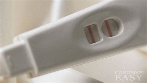 So, can pregnancy cause a false positive hiv test? False Positive Pregnancy Test - ConceiveEasy