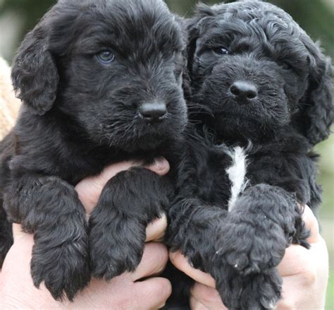 Home raised goldendoodle puppies located at our country we raise our goldendoodle puppies by hand the old fashioned way and not in a kennel facility. Goldendoodle puppies | Canterbury, Kent | Pets4Homes
