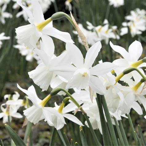 Stunning Pure White Narcissus Bulbs For Sale Online Thalia Easy To